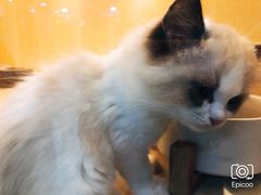 -momokira米努特·德文卷毛猫·棉花面纱犬