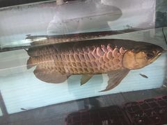 -大澳渔村及棚屋