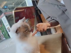 -more than meow吴止猫主题餐厅(承德 中船汇店)