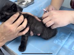 -纳吉亚猫专科动物诊疗中心(蒋宅口分院)