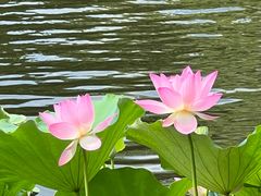 -荔湾湖公园