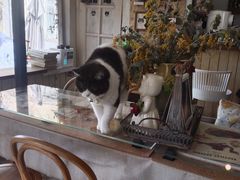 -海边的猫和咖啡馆