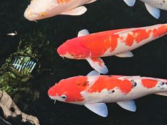 -金海华·华宴江南(斜塘店)