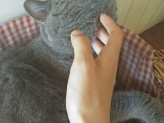 -海边的猫和咖啡馆