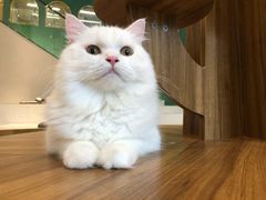 -飞行喵MR PILOT|猫舍·猫咖(静安大融城店)