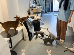-琪喵猫屋·撸猫猫咖·猫舍