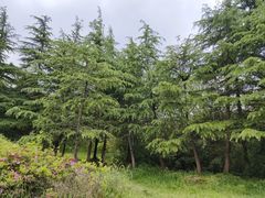 -宜兴龙背山森林公园