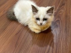 -楼上猫咖(罗湖店)