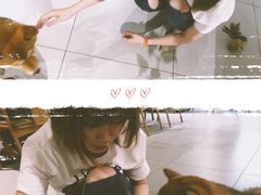 -柴务处·柴犬主题狗咖