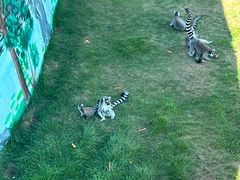 -西霞口神雕山野生动物世界