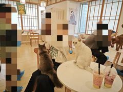-Let's go狗咖·猫咖·奶狗·桌游(春熙路IFS店)