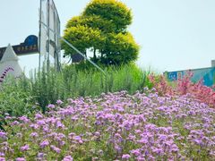 -空港花田景区