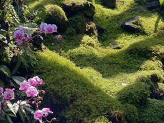 -深圳仙湖植物园