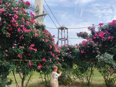 -武汉紫薇都市田园