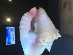 -贝壳梦幻世界