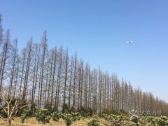 -上海长兴岛郊野公园