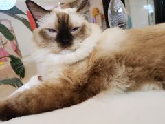 -喵喵咪呀布偶猫咖(春熙路店)