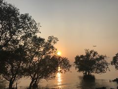 -宝安西湾红树林湿地公园