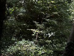 -大蜀山国家森林公园