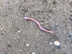 -北海金海湾红树林生态旅游区