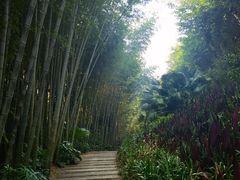 -雁南飞茶田景区