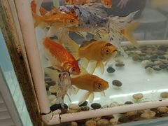 -令狐冲烤鱼·烧菜馆(达明店)