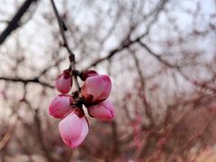 -永定河休闲森林公园