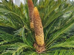-广西壮族自治区药用植物园