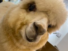 -爱诺耐芙动物医院(万博店)