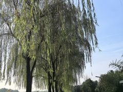 -洨河生态公园