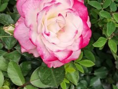 -人民公园(罗湖区)