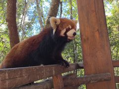 -普洱太阳河森林公园