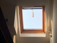 -两棵枇杷树