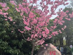 -顾村公园