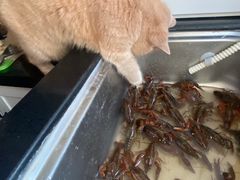 -爱侣宠医·鹦鹉专科·小型哺乳类·异宠专科(灵石路店)