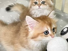 -70cat德文卷毛猫·缅因猫纯种猫舍