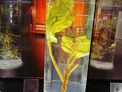 -广东中医药博物馆