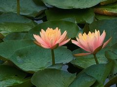 -白鹭湾湿地公园