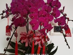 -双季花艺园艺市场(浦东店)