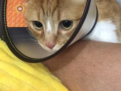 -芭比堂宠物医院·全科爱猫医院·仁德分院