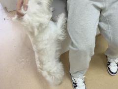 -瑞派·关忠动物医院·猫专科·犬专科(三环新城店)