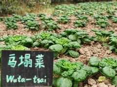 -乌村