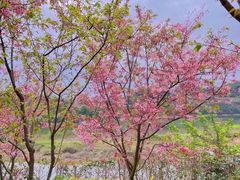 -福建鲤鱼洲酒店