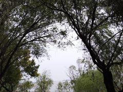 -上海吴淞炮台湾国家湿地公园