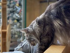-瞄一喵猫咖(格力海岸店)