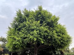 -深圳湾公园(南山区)