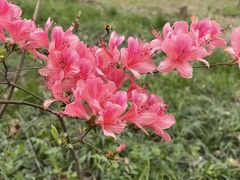 -南汇桃花村