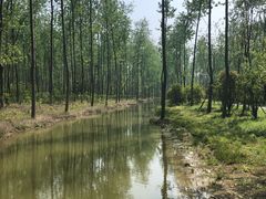 -合肥滨湖国家森林公园