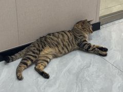 -瑞鹏宠物医院·骨科·猫科·内科(第一中心)