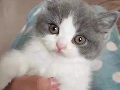 -客栈猫舍(中央北路店)